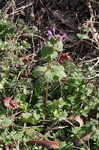 Henbit